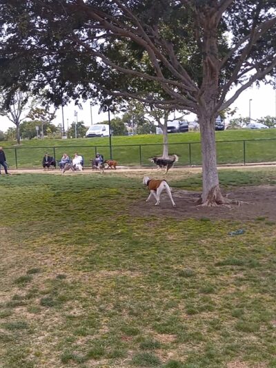 American Heroes Dog Park - Eastvale, CA