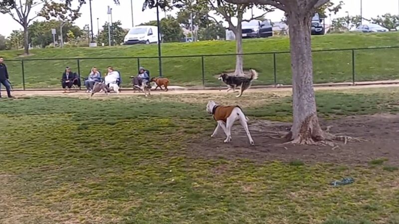 American Heroes Dog Park - Eastvale, CA