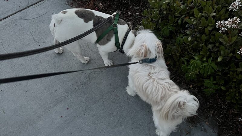 Dairyland Dog Park - Eastvale, CA