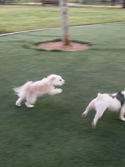 Dairyland Dog Park - Eastvale, CA