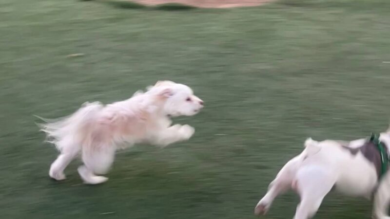 Dairyland Dog Park - Eastvale, CA