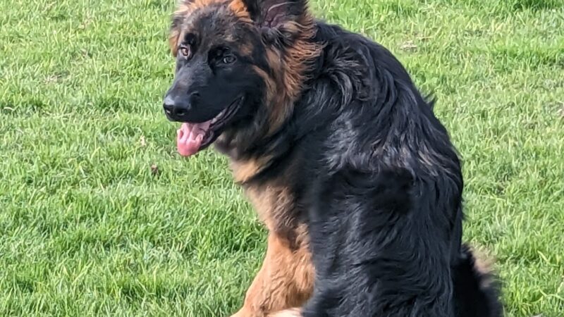 Dairyland Dog Park - Eastvale, CA