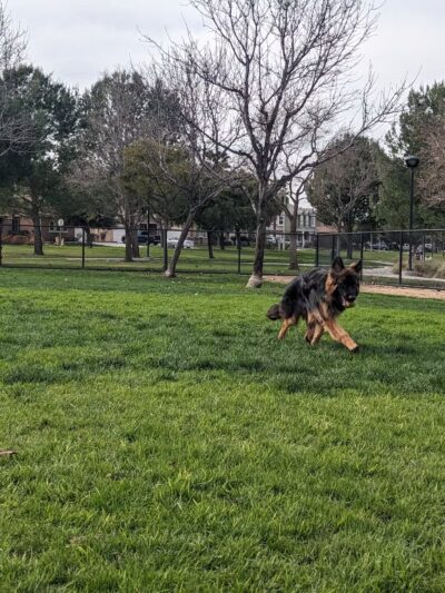 Dairyland Dog Park - Eastvale, CA