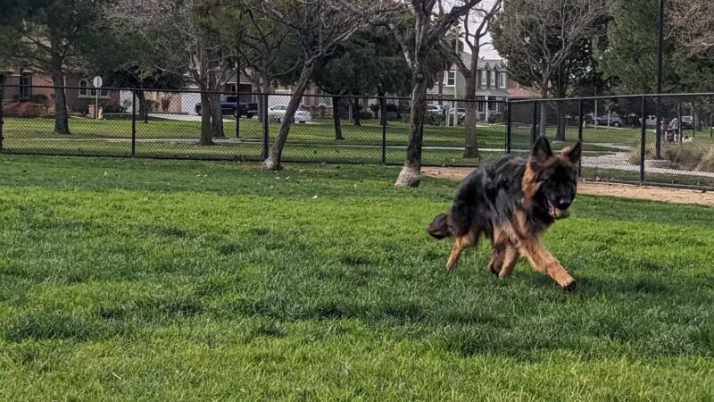 Dairyland Dog Park - Eastvale, CA