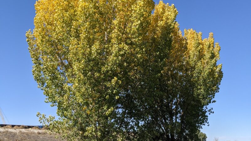 Eaton Commons Park - Eaton, CO