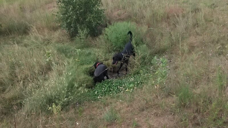 Eau Claire Off-Leash Dog Park - Eau Claire, WI