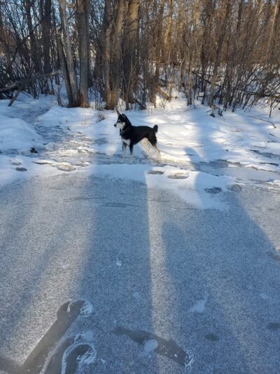 Eau Claire Off-Leash Dog Park - Eau Claire, WI