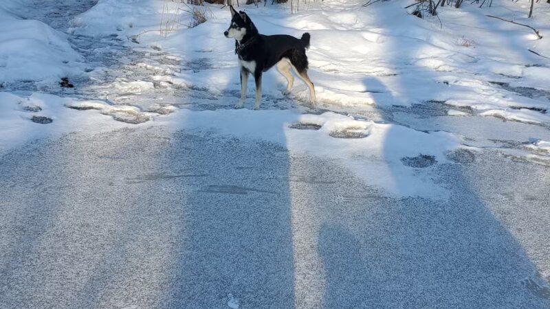 Eau Claire Off-Leash Dog Park - Eau Claire, WI