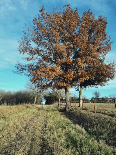 Ector City Park - Ector, TX