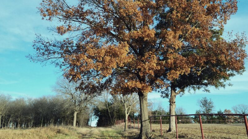 Ector City Park - Ector, TX