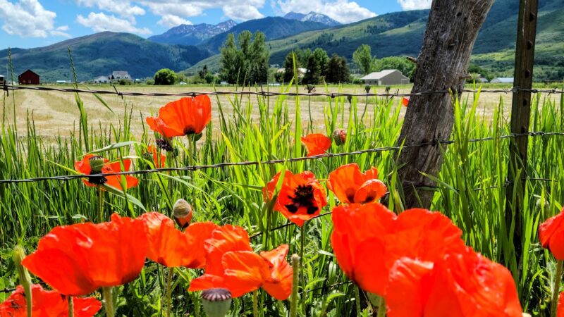 Eden Park - Eden, UT