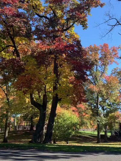 Plays In The Park - Edison, NJ