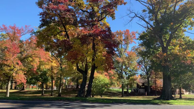 Plays In The Park - Edison, NJ