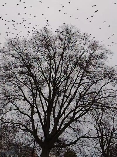 Stephen J. Capestro Park - Edison, NJ