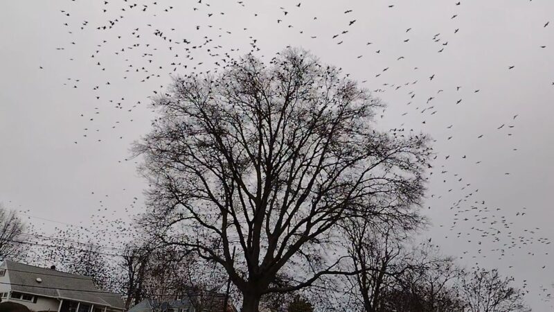 Stephen J. Capestro Park - Edison, NJ