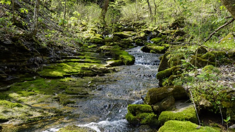 Dry Fork Gorge - Edmonton, KY