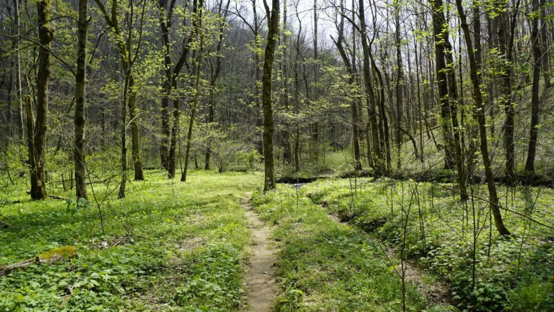 Dry Fork Gorge - Edmonton, KY