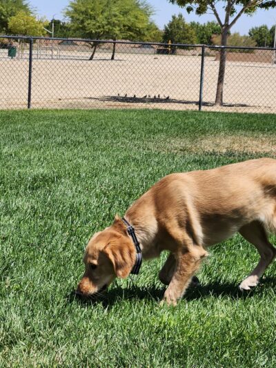 Dog Park - Edwards AFB, CA