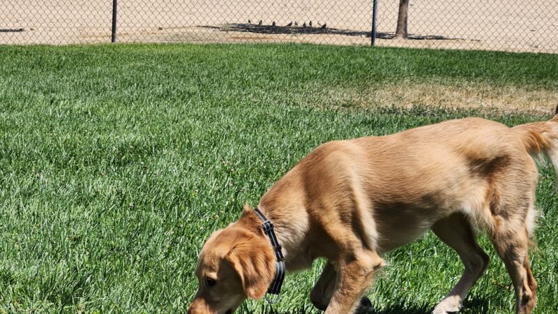 Dog Park - Edwards AFB, CA