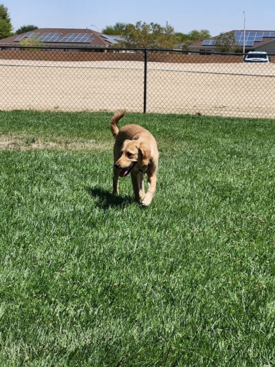 Dog Park - Edwards AFB, CA