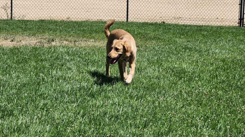 Dog Park - Edwards AFB, CA