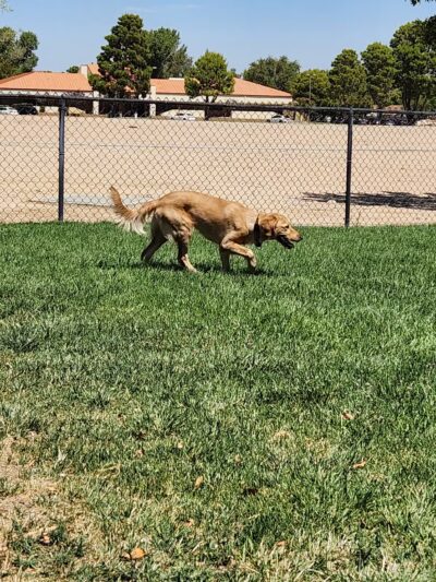 Dog Park - Edwards AFB, CA