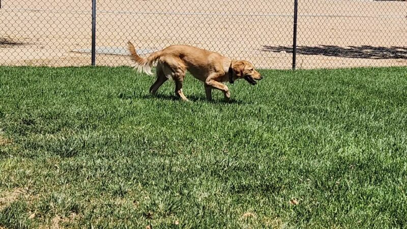 Dog Park - Edwards AFB, CA