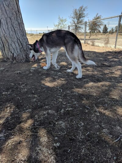 Edwards Bark Park Dog Park - Edwards, CA