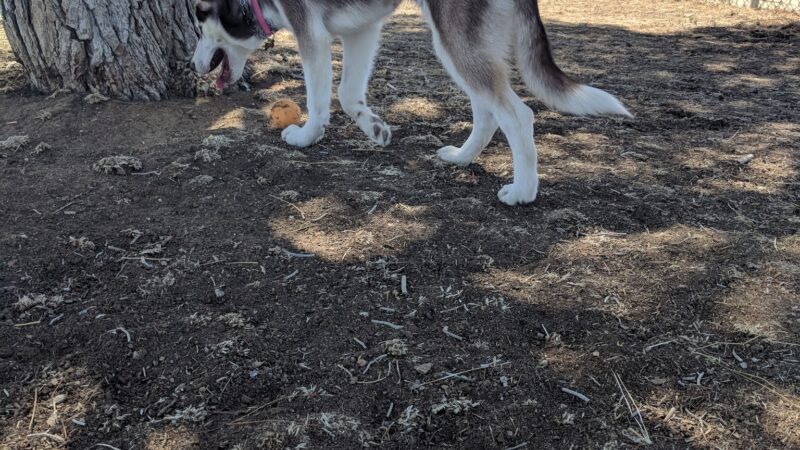 Edwards Bark Park Dog Park - Edwards, CA