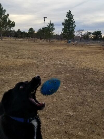 Edwards Bark Park Dog Park - Edwards, CA