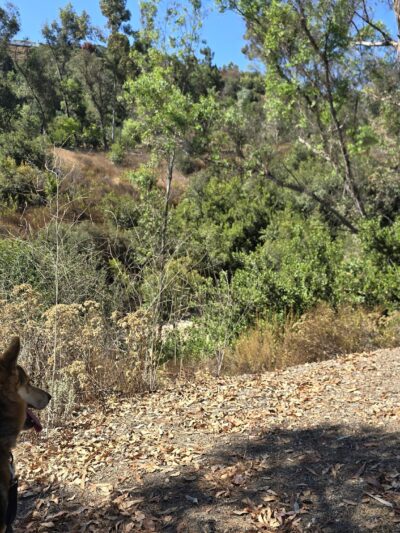 Hillside Park - El Cajon, CA