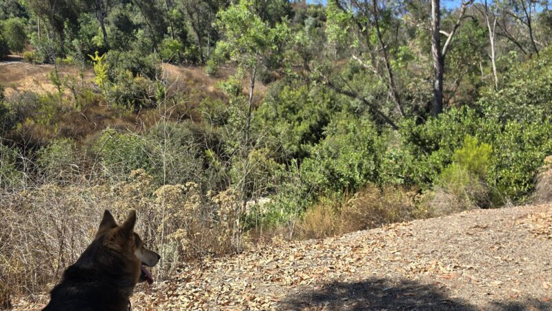 Hillside Park - El Cajon, CA
