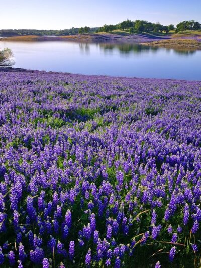 Browns Ravine - El Dorado Hills, CA