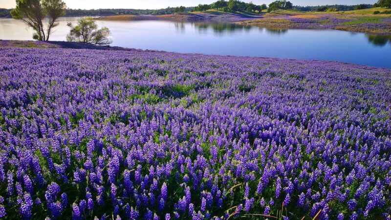 Browns Ravine - El Dorado Hills, CA