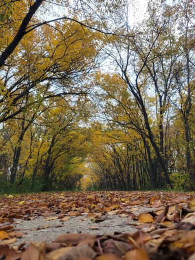 South Pointe Park - El Paso, IL
