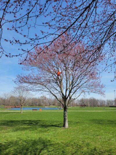 South Pointe Park - El Paso, IL