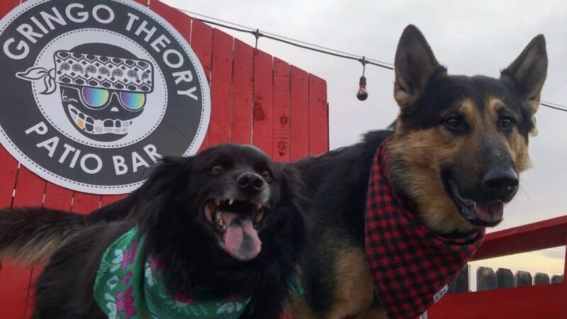 Gringo’s Bark Park - El Paso, TX