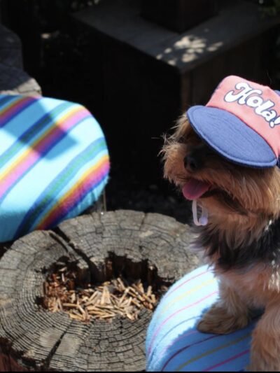 Gringo’s Bark Park - El Paso, TX