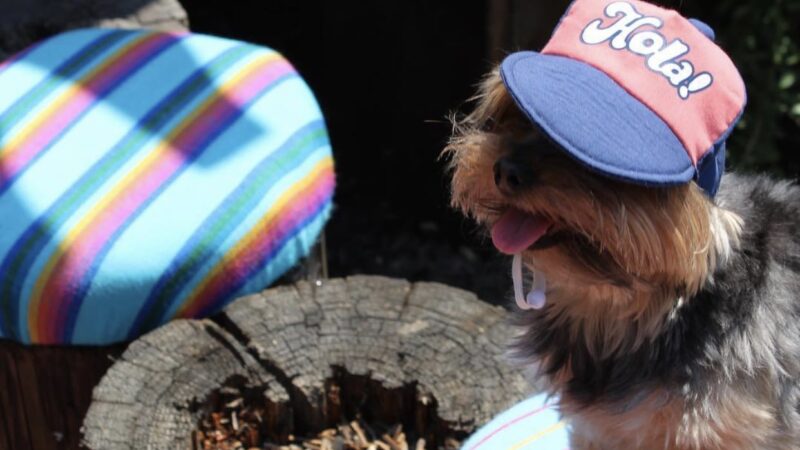Gringo’s Bark Park - El Paso, TX