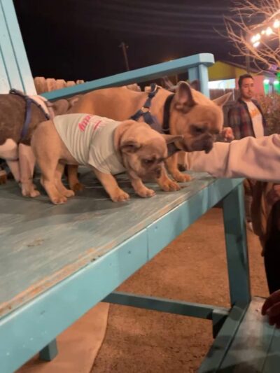 Gringo’s Bark Park - El Paso, TX