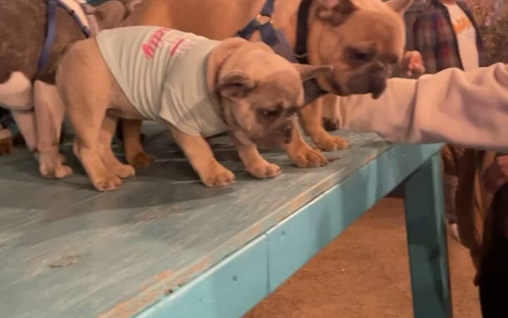 Gringo’s Bark Park - El Paso, TX
