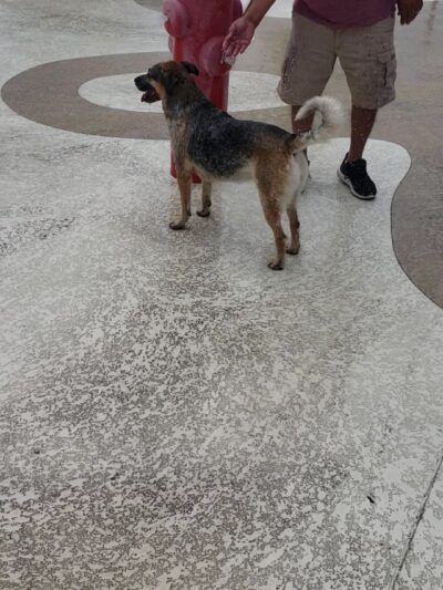 Pavo Real Splash Park/Dog Water Park - El Paso, TX