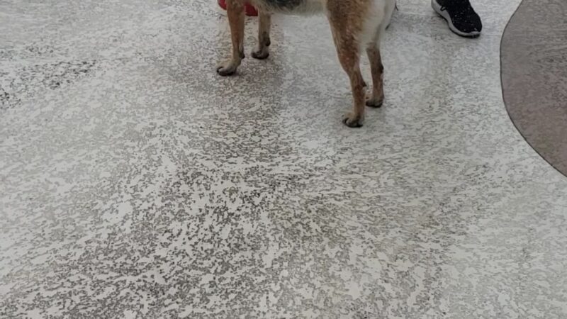 Pavo Real Splash Park/Dog Water Park - El Paso, TX