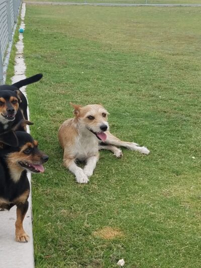 Tierra Buena Dog Park - El Paso, TX