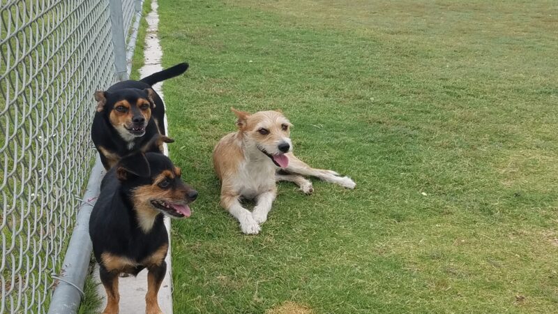 Tierra Buena Dog Park - El Paso, TX