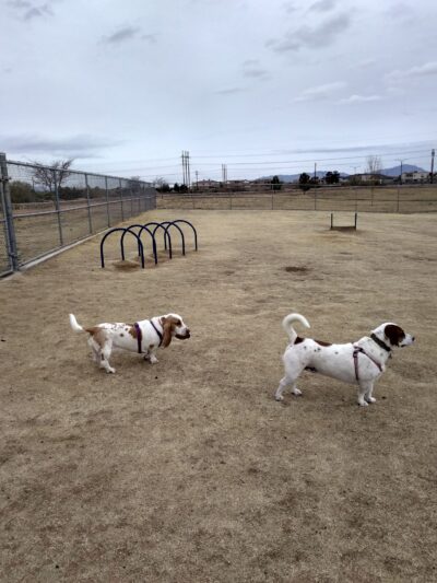 Tierra Buena Dog Park - El Paso, TX