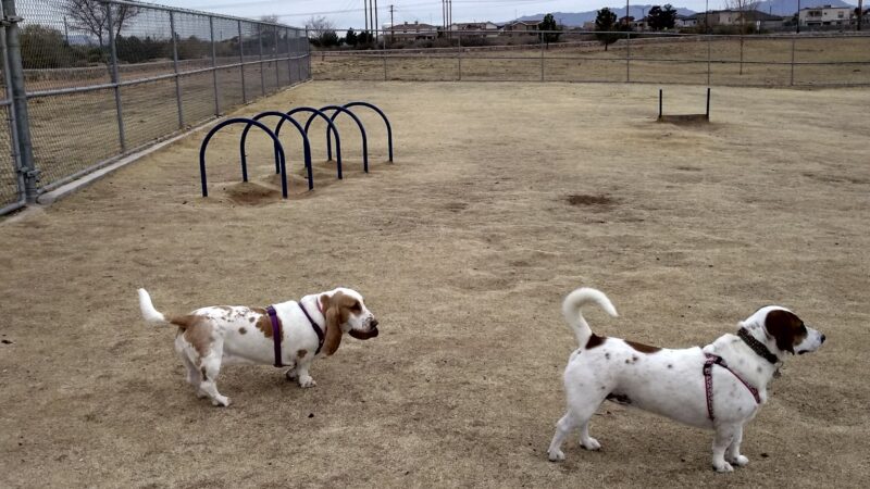 Tierra Buena Dog Park - El Paso, TX