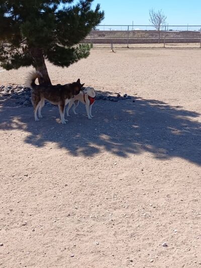 Tierra Buena Dog Park - El Paso, TX