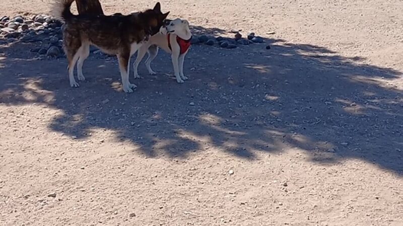 Tierra Buena Dog Park - El Paso, TX