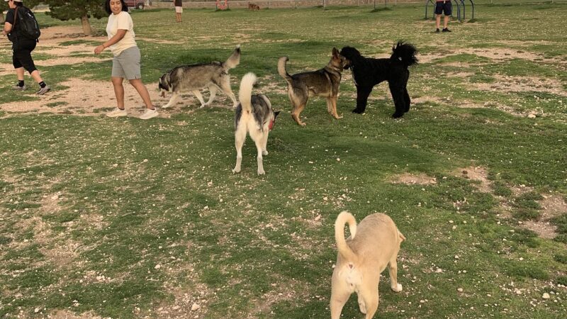 Tierra Buena Dog Park - El Paso, TX